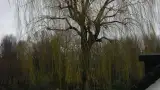 images/10 terug snoeien van een treurwilg. inkorten wilgenbomen-160x90-a6b