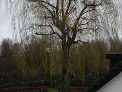 kandalaberen terug snoeien treurwilg in Bergen op Zoom Tilburg Eindhoven Vught Den Bosch verwijderen van gebroken takken uit een boom met stormschade