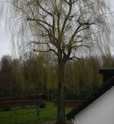 images/10 terug snoeien van een treurwilg. inkorten wilgenbomen-390x424-cc0
