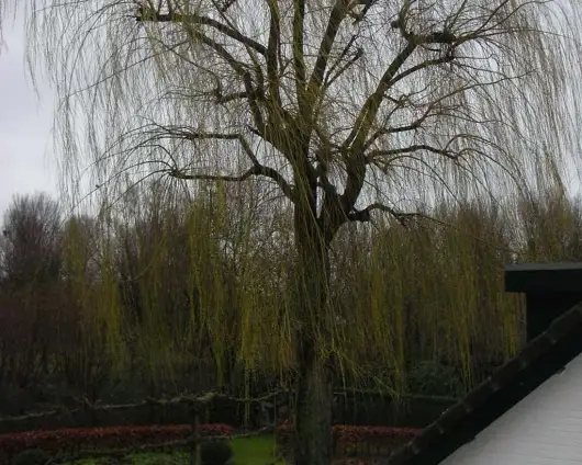 images/10 terug snoeien van een treurwilg. inkorten wilgenbomen-530x424-301
