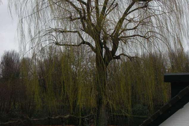 kandalaberen terug snoeien treurwilg in Bergen op Zoom Tilburg Eindhoven Vught Den Bosch verwijderen van gebroken takken uit een boom met stormschade