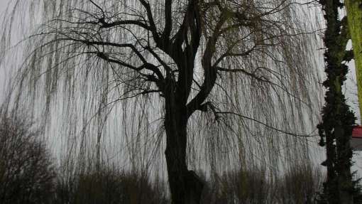 images/12 rooien en verwijderen van bomen uit een achtertuin-510x287-355