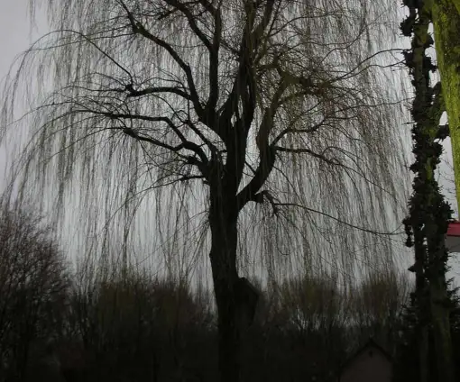 images/12 rooien en verwijderen van bomen uit een achtertuin-510x424-0d6