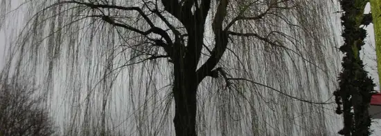 images/12 rooien en verwijderen van bomen uit een achtertuin-550x197-8c3