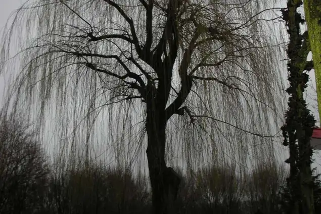images/12 rooien en verwijderen van bomen uit een achtertuin-635x424-3e0