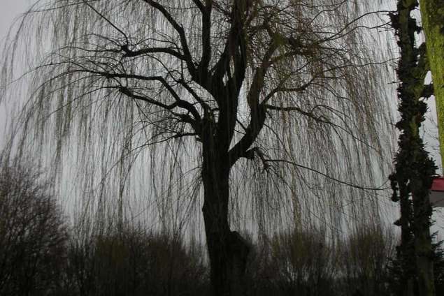 Bomen  verwijderen Vianen