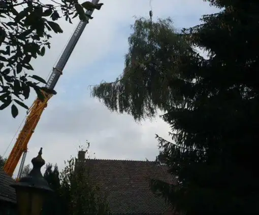 images/2 a rooien van bomen in tilburg goirle berk enschot drunen waalwijk-510x424-0d6