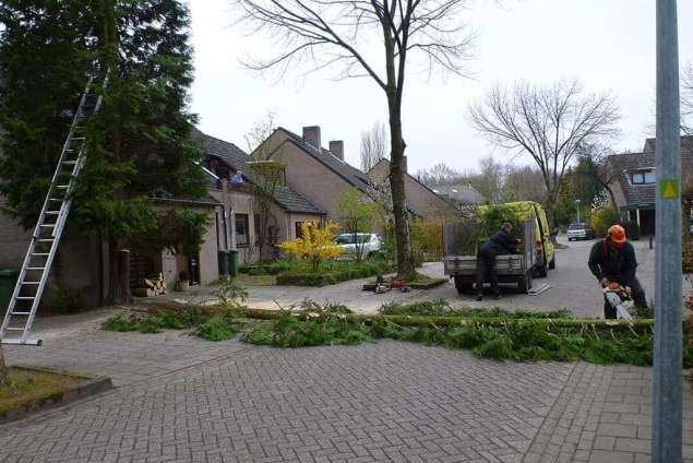 opruimen van coniferen, wegbrengen conifeer afval naar de groenstort