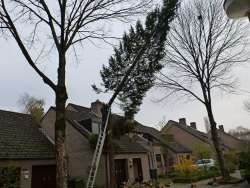 coniferen rooien, hoeveel kost het in stukken zagen, stam tot 30 afvoeren groenafval, de kosten hangen van de staat en standplaats van de boom af