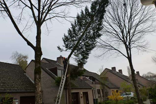 coniferen rooien, hoeveel kost het in stukken zagen, stam tot 30 afvoeren groenafval, de kosten hangen van de staat en standplaats van de boom af