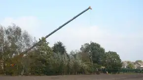 images/4 a rooien van dennen bomen coniferen berken bomen in tilburg eindhoven best waalwijk breda vught den bosch-290x163-82a
