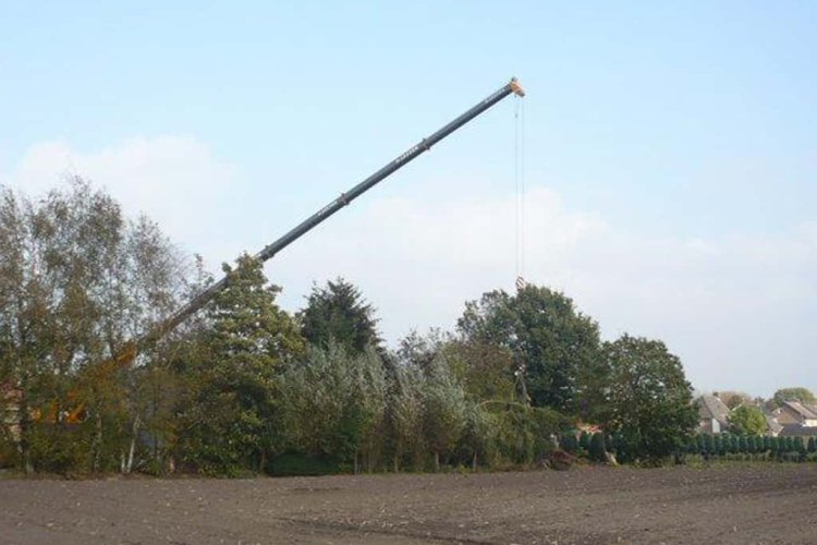 images/4 a rooien van dennen bomen coniferen berken bomen in tilburg eindhoven best waalwijk breda vught den bosch-750x500-f7a