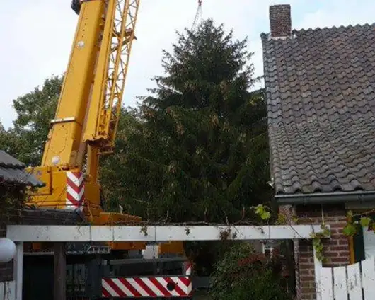 images/5 a rooien en kappen van coniferen sparrenbomen dennenbomen kerstbomen fruitbomen tilburg breda waalwijk vught den bosch rosmalen-530x424-500