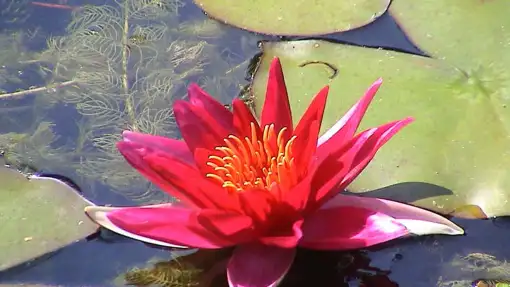 images/DSC01870-510x287-b99