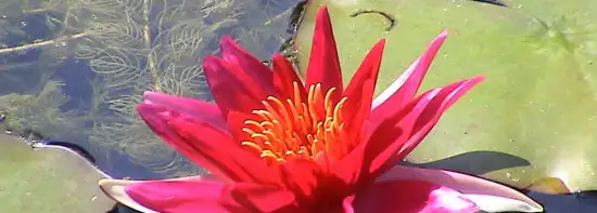 images/DSC01870-550x197-e3c