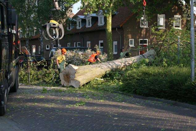 bomen rooien en snoeien in boxtel leimpde eidhoven best 