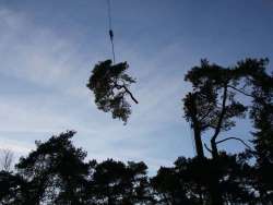 Bomen kappen Ijssselstein