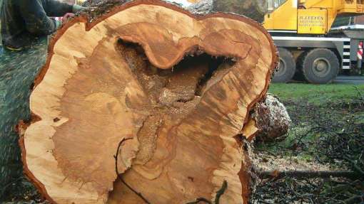 Sint Jansklooster bomen rooien