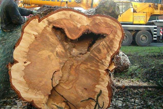 Zaamslag bomen rooien