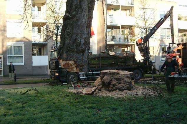 roooien kastanje boom met bloedings ziekte