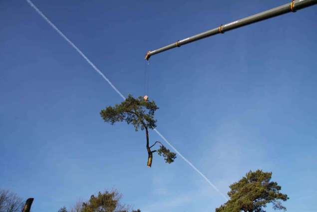 Slagharen bomen rooien