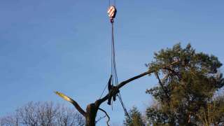 bomen rooien Slagharen