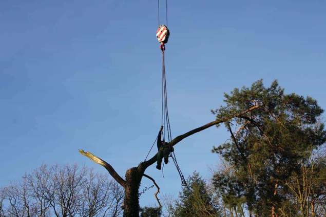 bomen rooien Slagharen