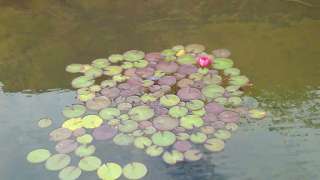 roze water lelie in een vijver in de blaak tilburg