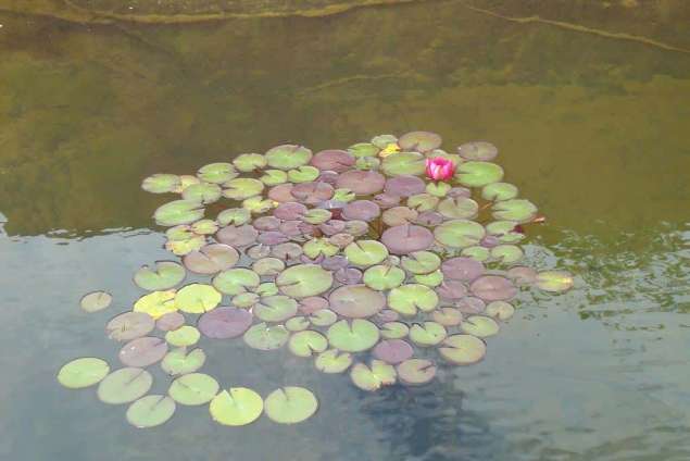 roze water lelie in een vijver in de blaak tilburg