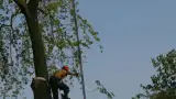 images/bomen rooien/boom boxtel/ 35 bomen rooien bomen kappen bomen vellen bomen snoein-160x90-e40