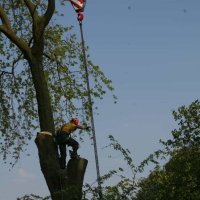 images/bomen rooien/boom boxtel/ 35 bomen rooien bomen kappen bomen vellen bomen snoein-200x200-6cf