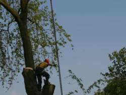 images/bomen rooien/boom boxtel/ 35 bomen rooien bomen kappen bomen vellen bomen snoein-250x188-412
