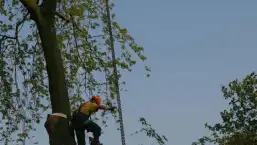 images/bomen rooien/boom boxtel/ 35 bomen rooien bomen kappen bomen vellen bomen snoein-257x145-b24