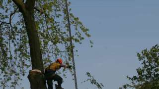 images/bomen rooien/boom boxtel/ 35 bomen rooien bomen kappen bomen vellen bomen snoein-320x180-769