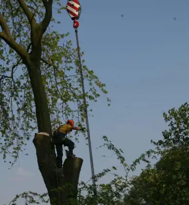 images/bomen rooien/boom boxtel/ 35 bomen rooien bomen kappen bomen vellen bomen snoein-390x424-737
