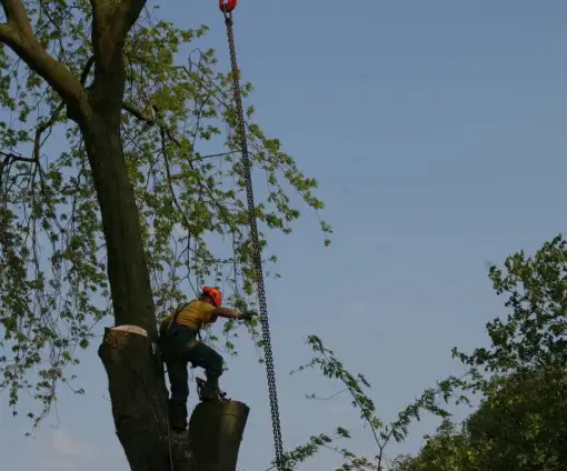 images/bomen rooien/boom boxtel/ 35 bomen rooien bomen kappen bomen vellen bomen snoein-510x424-9ef