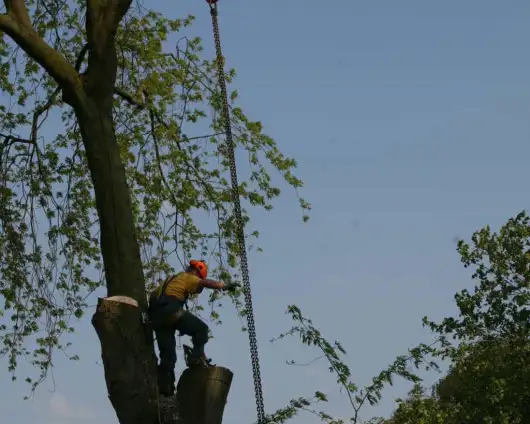 images/bomen rooien/boom boxtel/ 35 bomen rooien bomen kappen bomen vellen bomen snoein-530x424-63a