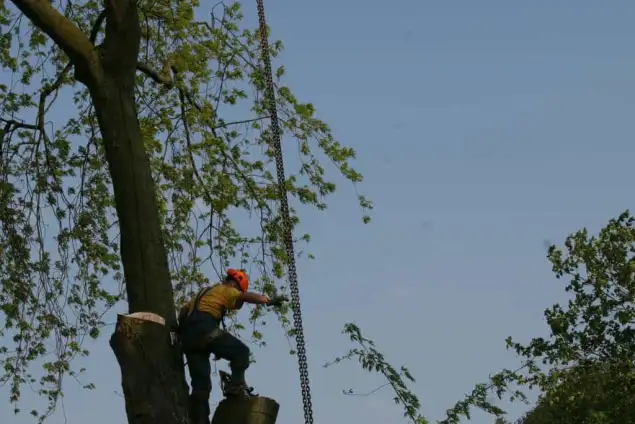 images/bomen rooien/boom boxtel/ 35 bomen rooien bomen kappen bomen vellen bomen snoein-635x424-18c