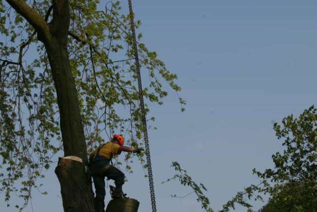 images/bomen rooien/boom boxtel/ 35 bomen rooien bomen kappen bomen vellen bomen snoein-635x424-5fe