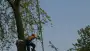 images/bomen rooien/boom boxtel/ 35 bomen rooien bomen kappen bomen vellen bomen snoein-90x51-f76