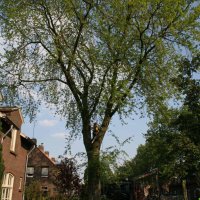 images/bomen rooien/boom boxtel/10 bomen rooien bomen kappen bomen vellen bomen snoeien S- Hertogenbosch Geertruidenberg-200x200-6cf