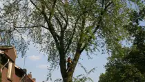 images/bomen rooien/boom boxtel/10 bomen rooien bomen kappen bomen vellen bomen snoeien S- Hertogenbosch Geertruidenberg-210x119-287