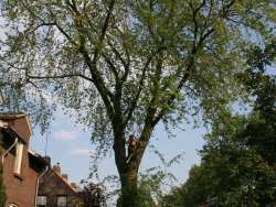 images/bomen rooien/boom boxtel/10 bomen rooien bomen kappen bomen vellen bomen snoeien S- Hertogenbosch Geertruidenberg-250x188-412