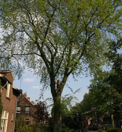 images/bomen rooien/boom boxtel/10 bomen rooien bomen kappen bomen vellen bomen snoeien S- Hertogenbosch Geertruidenberg-390x424-737