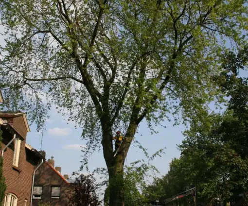 images/bomen rooien/boom boxtel/10 bomen rooien bomen kappen bomen vellen bomen snoeien S- Hertogenbosch Geertruidenberg-510x424-9ef