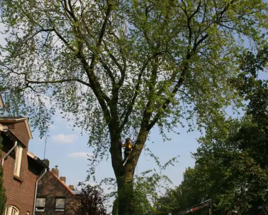 images/bomen rooien/boom boxtel/10 bomen rooien bomen kappen bomen vellen bomen snoeien S- Hertogenbosch Geertruidenberg-530x424-63a