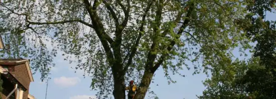 images/bomen rooien/boom boxtel/10 bomen rooien bomen kappen bomen vellen bomen snoeien S- Hertogenbosch Geertruidenberg-550x197-043