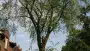 images/bomen rooien/boom boxtel/10 bomen rooien bomen kappen bomen vellen bomen snoeien S- Hertogenbosch Geertruidenberg-90x51-f76