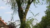 images/bomen rooien/boom boxtel/11 bomen rooien bomen kappen bomen snoeien bomen vellen Boekel Loon op Zand Kaatsheuvel de Moer-160x90-e40