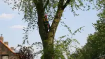 images/bomen rooien/boom boxtel/11 bomen rooien bomen kappen bomen snoeien bomen vellen Boekel Loon op Zand Kaatsheuvel de Moer-210x119-287